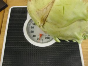 Don's kohlrabi on a scale