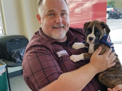 boxer puppy