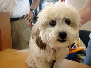 white Schnoodle Dog