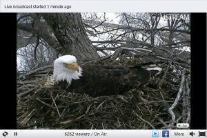 screen shot of an eagle in a nest taken from the Decorah Eagle Cam