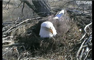 Decorah, Iowa Eagles Nest photo