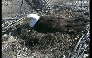 Decorah Eagles 1