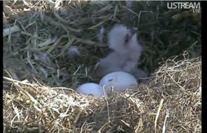 Decorah Baby Eagles