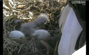 Decorah Baby Eagles 2