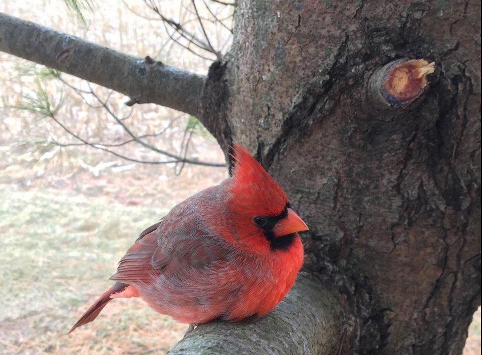 red cardinal (feathered visitor) sitting on a branch out behind the Runde Ford dealership in Manchester