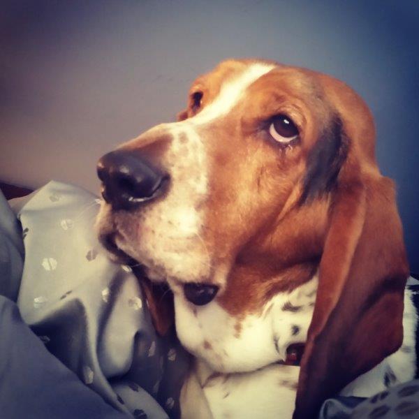 Tressa Miller's basset hound named Gunner