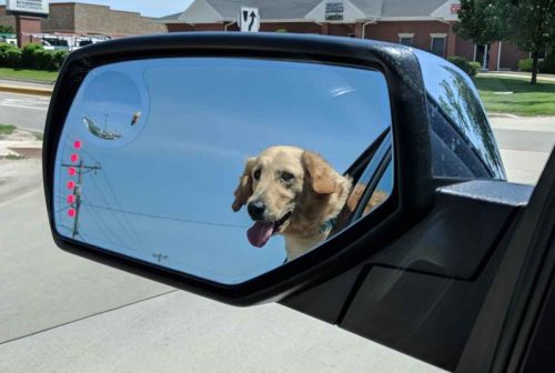 Reflection of a golden retriever in the driver's side mirror of a car