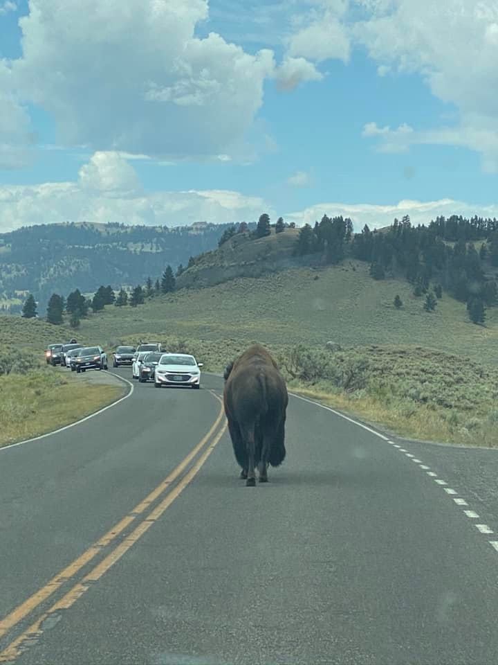 Buffalo in front of the Jeep